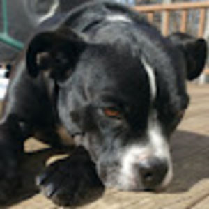 Meet your Posher, Thomas